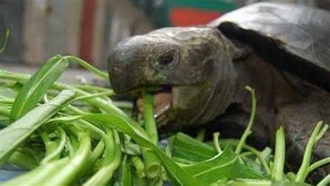 烏龜可以吃嗎